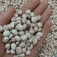 لوبیا چیتی|خوردنی و آشامیدنی|ایجرود, |دیوار