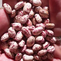 لوبیا چیتی اعلاء