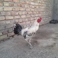 دو عدد خروس جوانه لاری دو مرغ لاری چابهاری