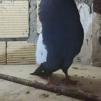 پرنده کبوتر سیاه