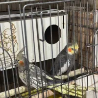 عروس هلندی|پرنده|دلند, |دیوار