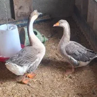 غاز نرو ماده