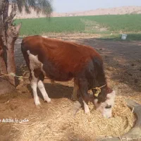 ۲و جلب ویه گوستر|حیوانات مزرعه|رودبار (کرمان), |دیوار