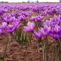 فروش پیاز زعفران قائنات با تخفیف فوری