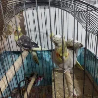 یک جفت عروس هلندی وتک ماده