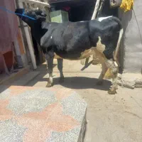 نوبر هفت ماه ابستن