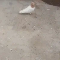 باشی ساری نر مست|پرنده|اردبیل, |دیوار