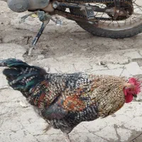 پنج عدد خروس