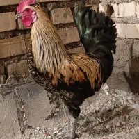 مرغ و خروس نژاد قدیم قلم سیاه