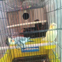 عروس هلندی معاوضه با قناری یا مرغ عشق