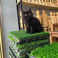 واگذاری گربه بریتیش