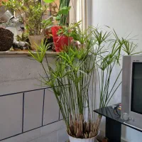 گل مرداب|گل و گیاه طبیعی|خمینیشهر, |دیوار