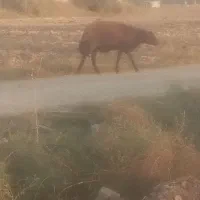 قوچ جوان برای داشتی