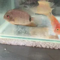 انواع و اقسام ماهی گوشتخوار