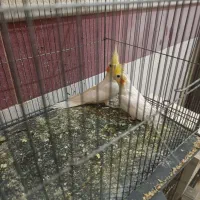 عروس لوتینو|پرنده|قم, شهرک امام حسین|دیوار