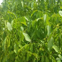 فروش زمین ۵۰۰ متری