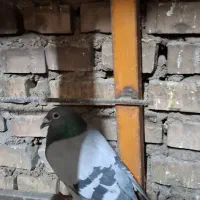 گمشده