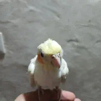 عروس هلندی|پرنده|حمیدیا, |دیوار