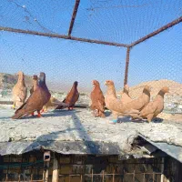 11تا زرد پلاکی|پرنده|شیراز, دلگشا|دیوار
