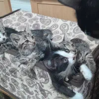 فروش بچه گربه خانگی