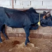 سه راس گوساله