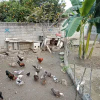 خروس محلی و اردک خارجی و خروس لهستانی