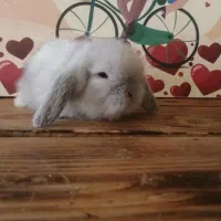 مینی لوپ|موش و خرگوش|کرج, کوی امامیه|دیوار