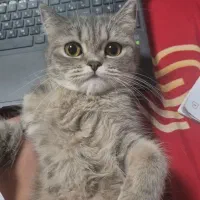 گربه بیریتیش  کمیاب ماده یک ساله|گربه|کرمان, |دیوار