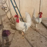 خروس ماشینی