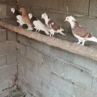 فروش کبوتر پرشی ساعت سنگین|پرنده|بهشهر, |دیوار