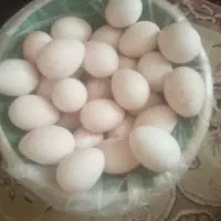 تخم نطفه داربوقلمون وغاز