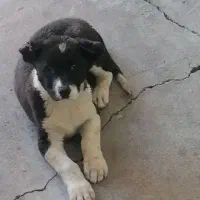 توله قدرجونی|سگ|مسجد سلیمان, |دیوار