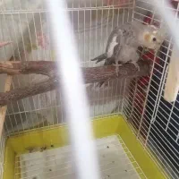 عروس هلندی دستی|پرنده|زنجان, |دیوار