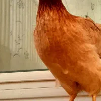 ۶مرغ وخروس تخم گذار محلی