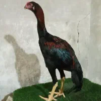 مرغ وخروس لاری