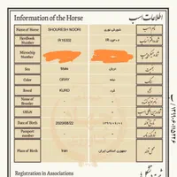 کشش اسب شورش نوری