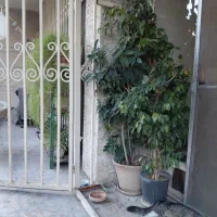 فروش گلخانه و گلدان‌های منزل|گل و گیاه طبیعی|تهران, قیطریه|دیوار