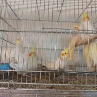 عروس هلندی جفت و جوجه|پرنده|تهران, جوادیه|دیوار