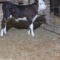 گوساله سیمیتال