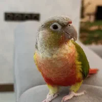 گرینچیک|پرنده|قیدار, |دیوار