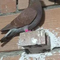 کفتر سرخ دورگ|پرنده|گرگان, |دیوار