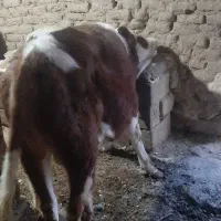 گوساله|حیوانات مزرعه|سقز, |دیوار