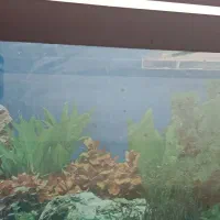 شیشه آکواریوم ماهی