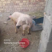 گوسفند