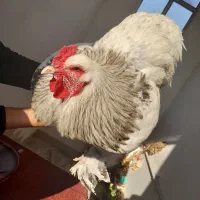 فروش تک خروس برهما لایت وارداتی|حیوانات مزرعه|گنبد کاووس, |دیوار