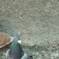 کبوتر مسافت طولانی فروشی|پرنده|فشاپویه, |دیوار