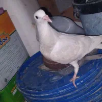کفتر پلاکی|پرنده|شیراز, زند|دیوار
