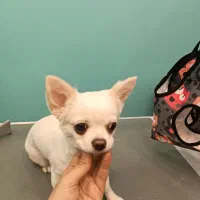 اصلاح و شستشوی سگ و گربه