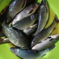 ماهی|ماهی|مرند, |دیوار