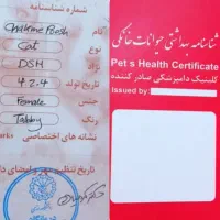 واگذاری گربه دستی|گربه|کرمانشاه, |دیوار
